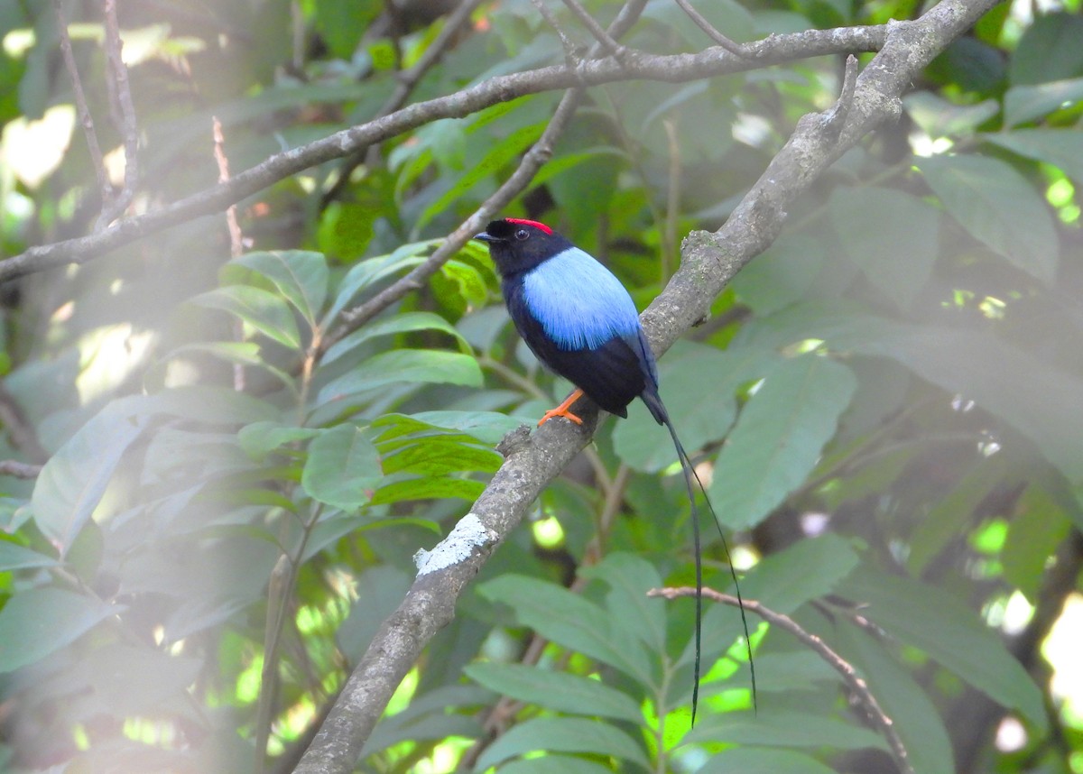 Long-tailed Manakin - ML618561497