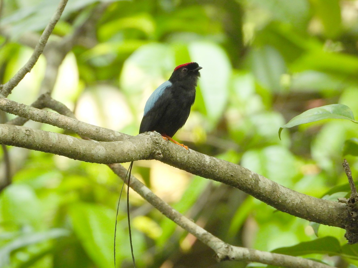 Long-tailed Manakin - ML618561500