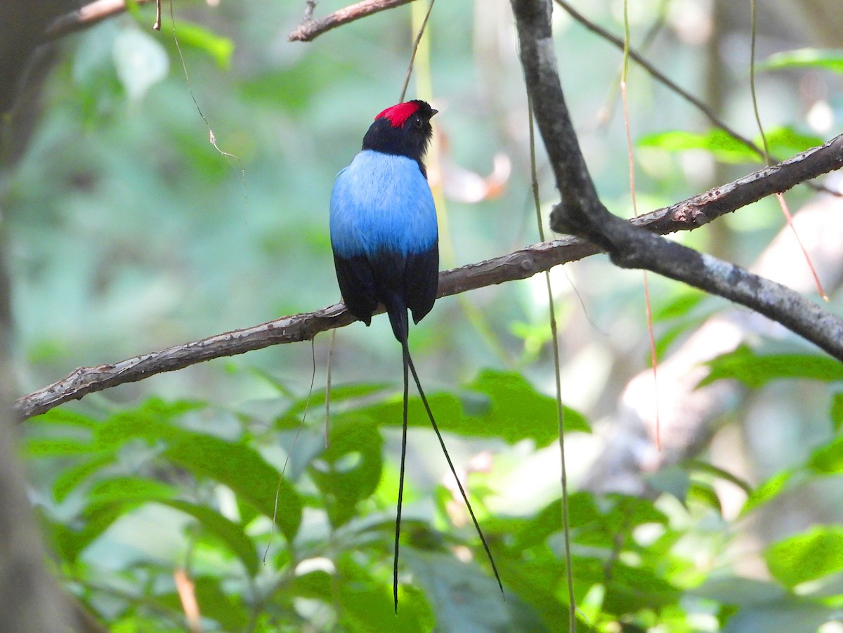 Long-tailed Manakin - ML618561501