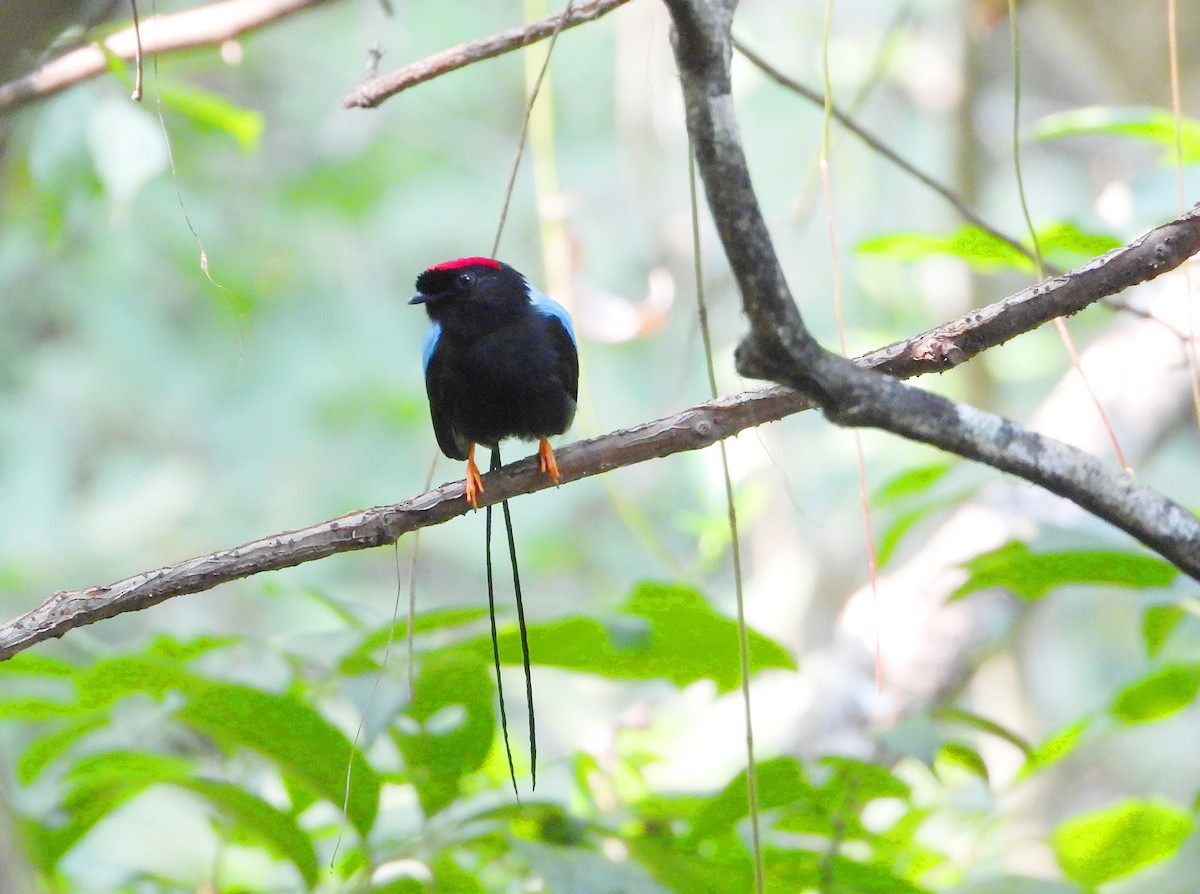 Long-tailed Manakin - ML618561502