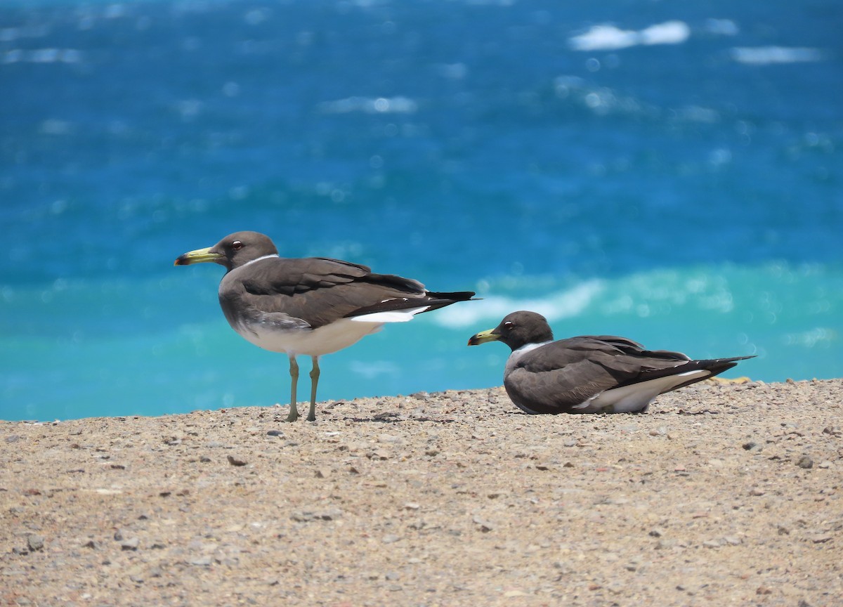 Gaviota Cejiblanca - ML618561509