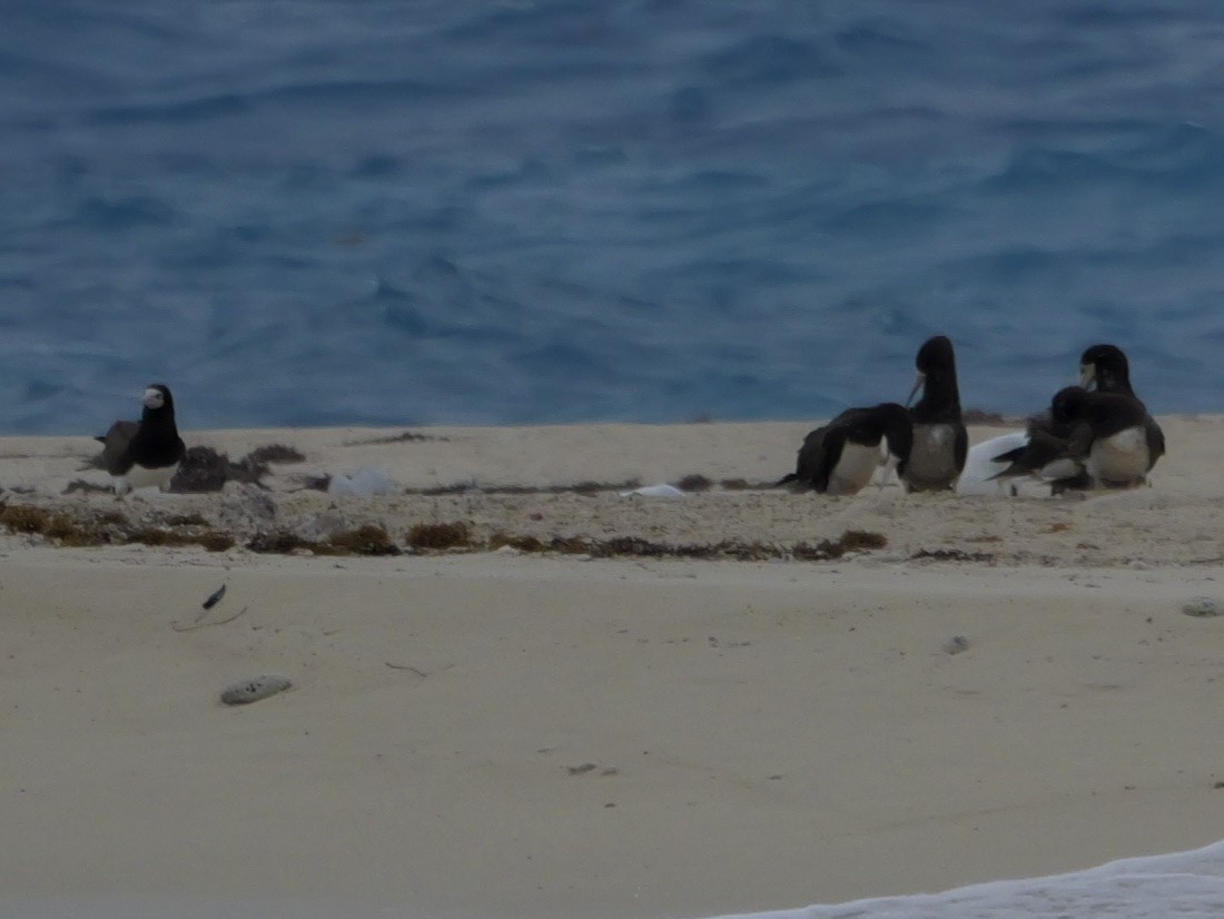 Brown Booby - ML618561522