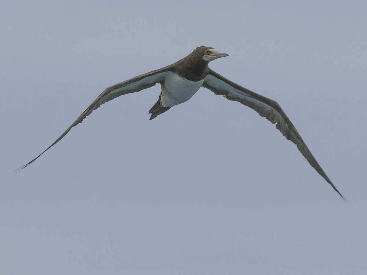 Brown Booby - ML618561523