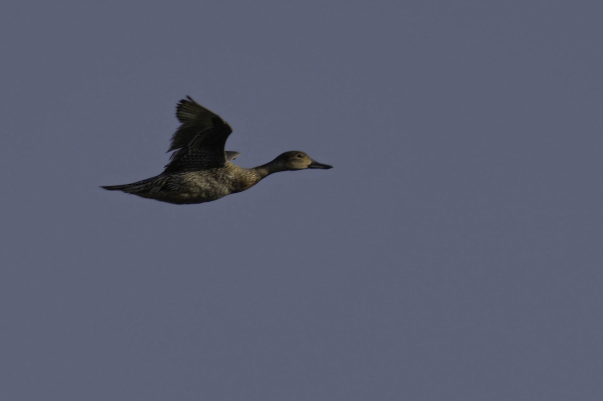 Northern Pintail - ML618561554