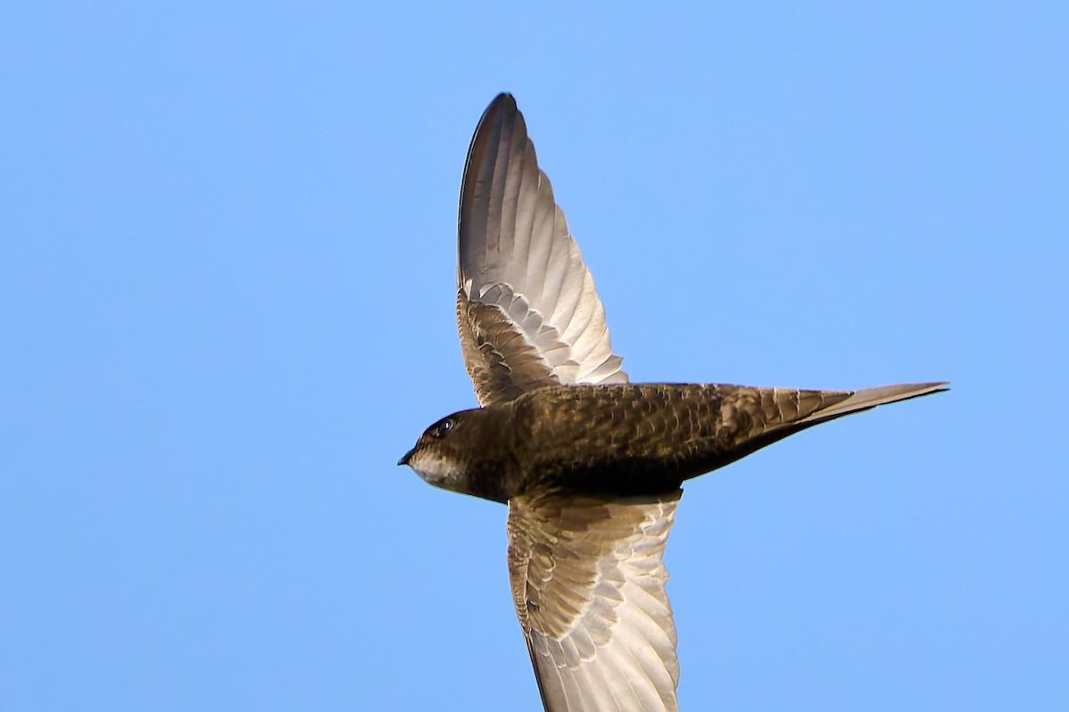 Common Swift - ML618561563