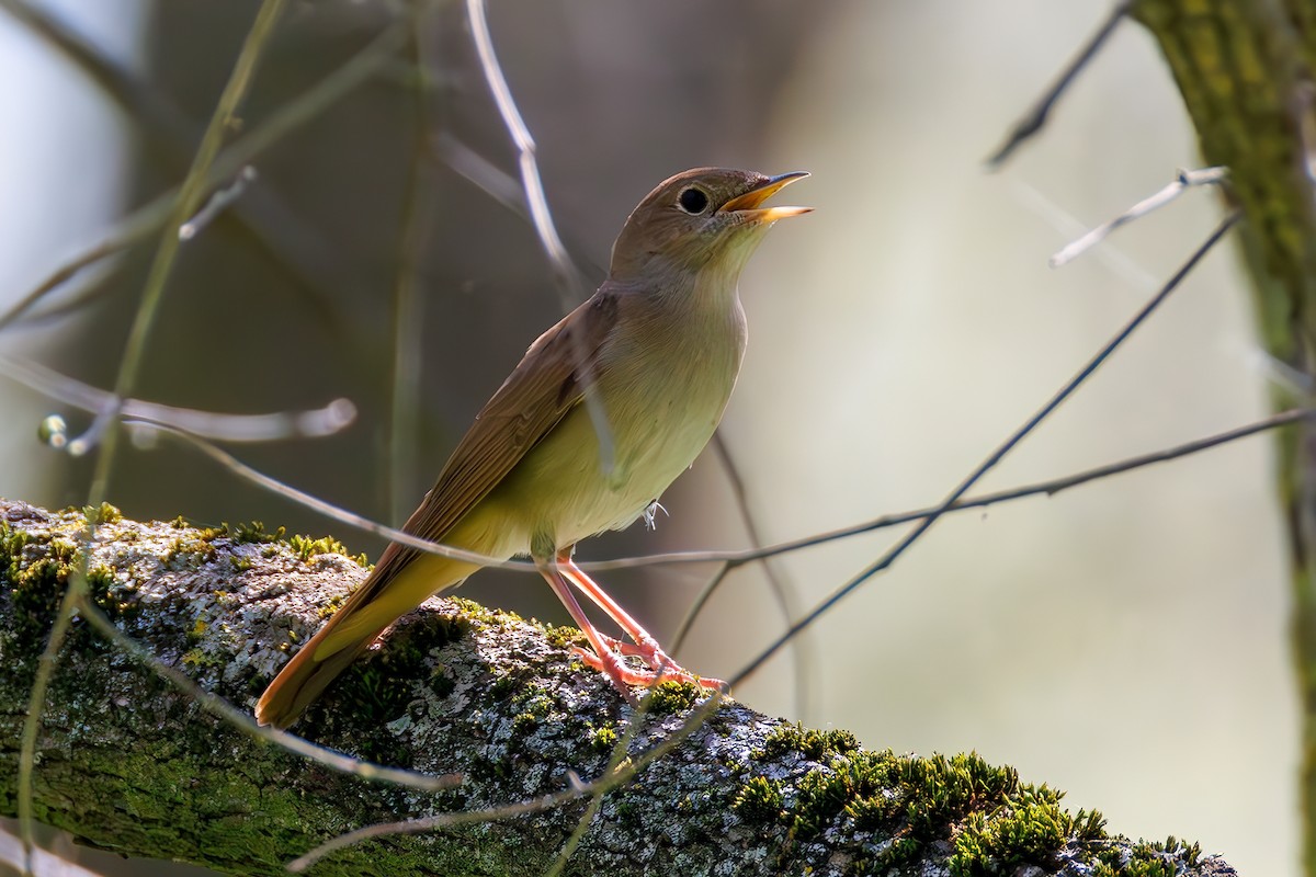 Common Nightingale - Mehmet Emre Bingül