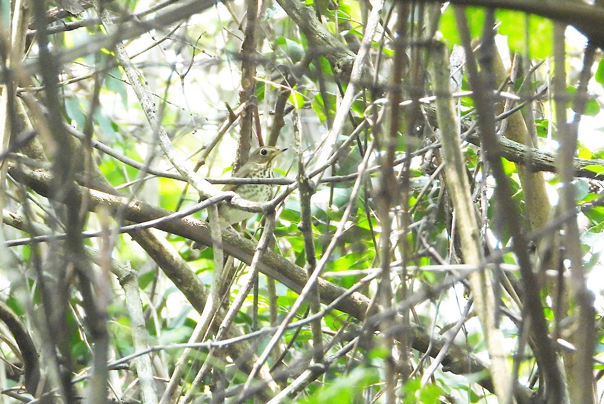 Swainson's Thrush - ML618561576