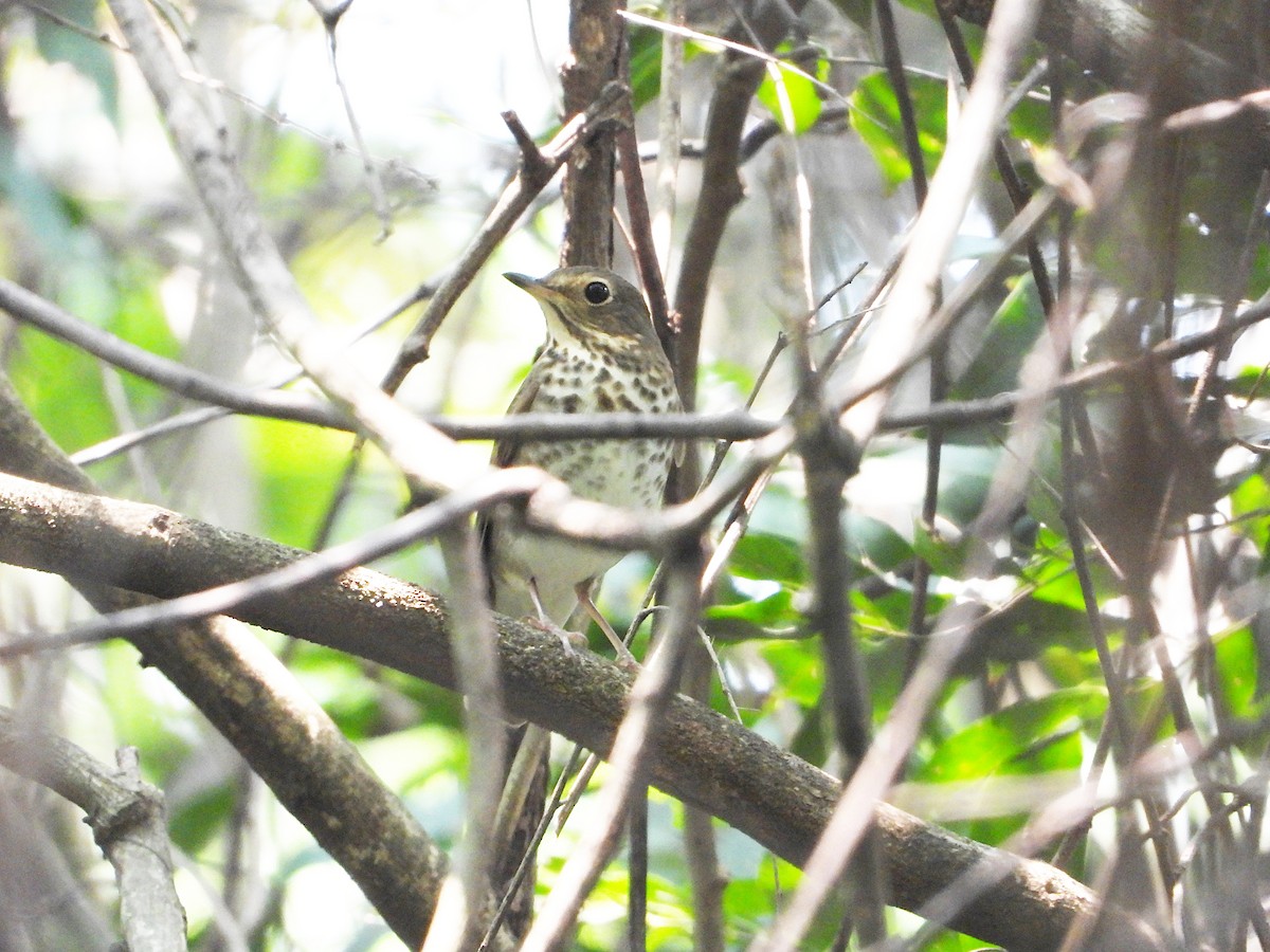 Swainson's Thrush - ML618561579