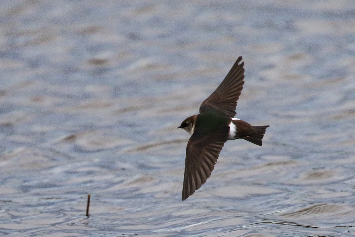 Violet-green Swallow - Marie O'Shaughnessy