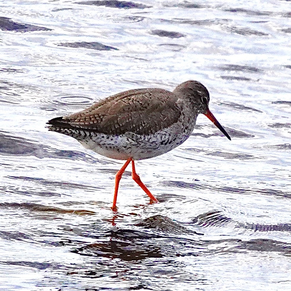 Common Redshank - ML618561595