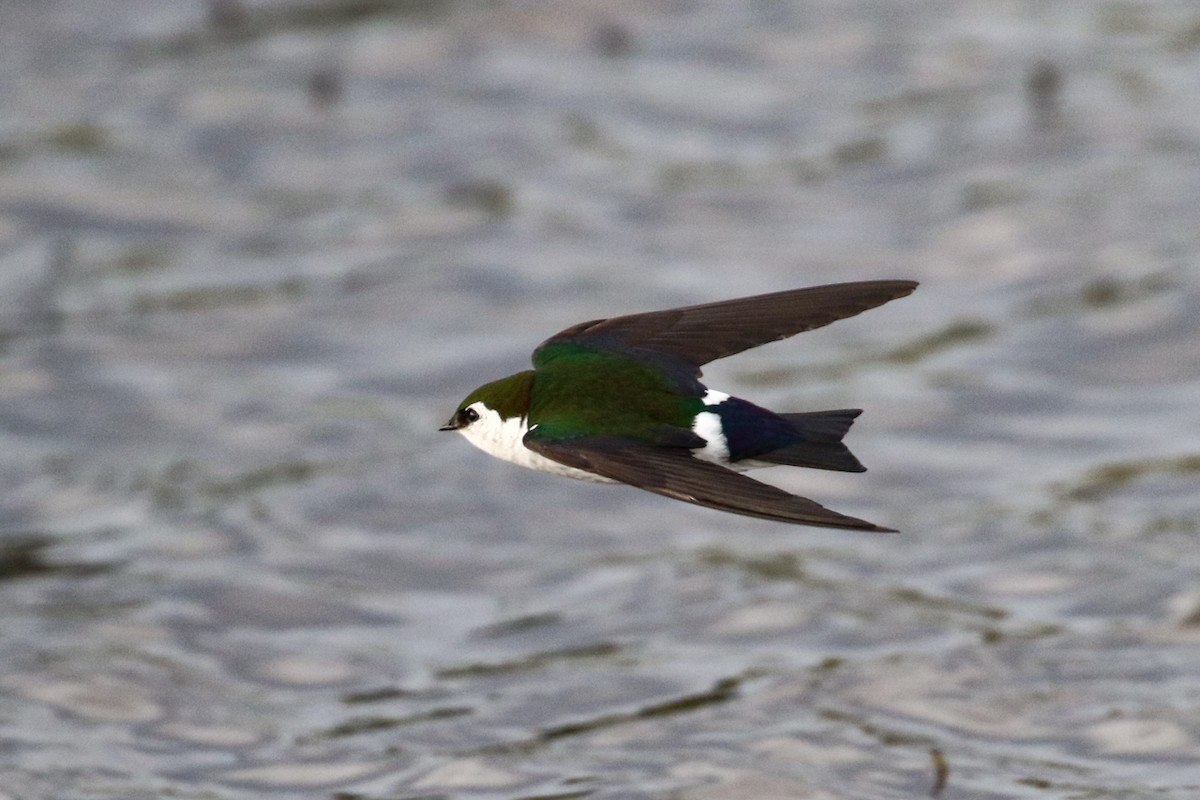 Violet-green Swallow - Marie O'Shaughnessy