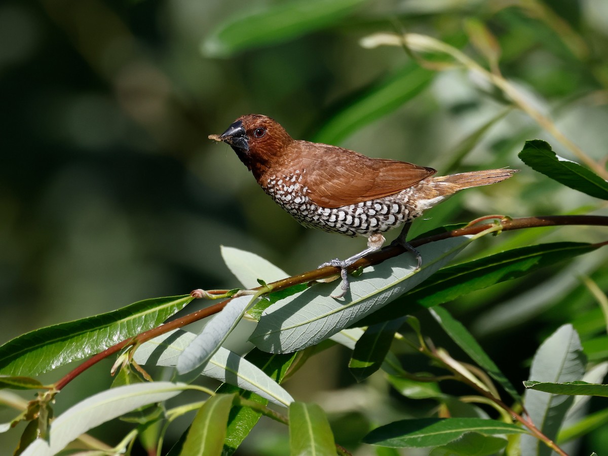 Scaly-breasted Munia - Torgil Zethson