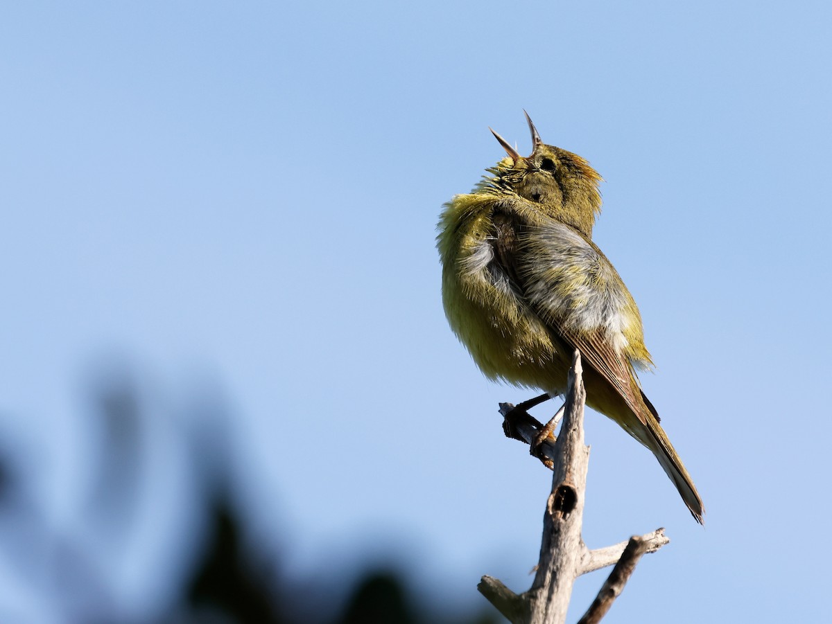 Orange-crowned Warbler - Torgil Zethson