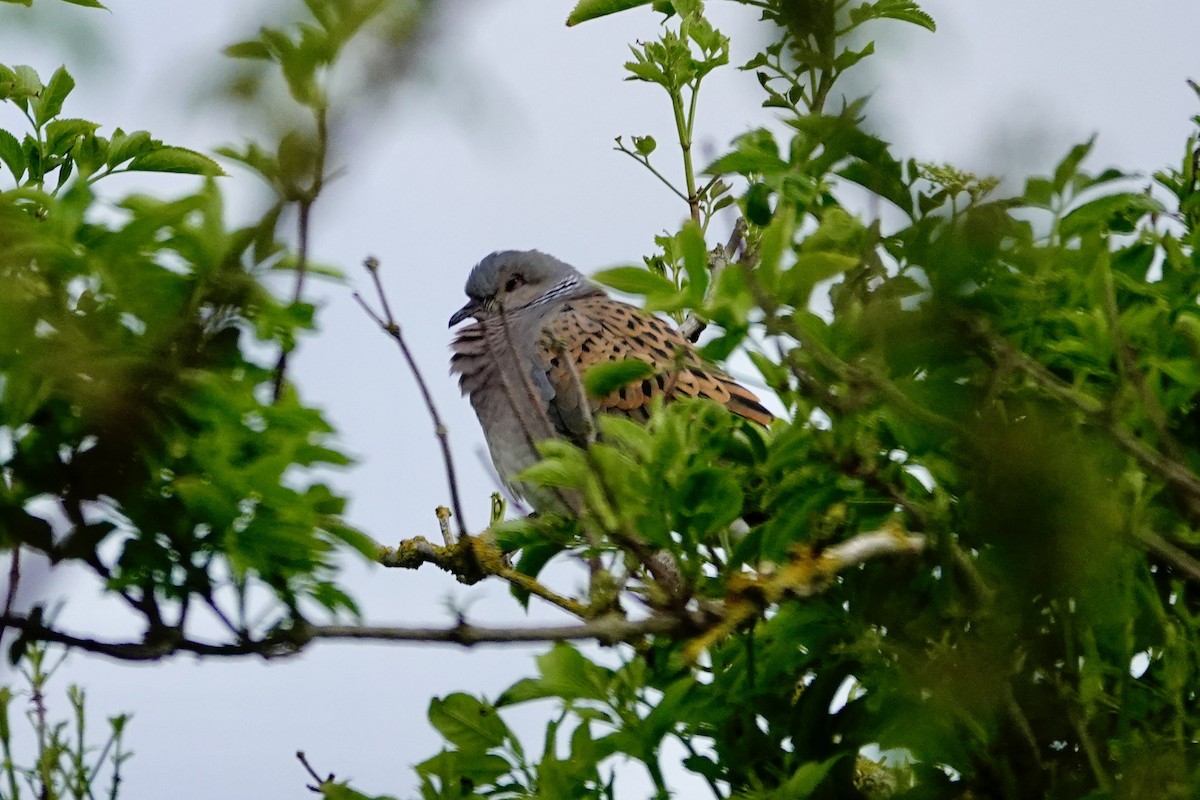 European Turtle-Dove - David Ratcliffe