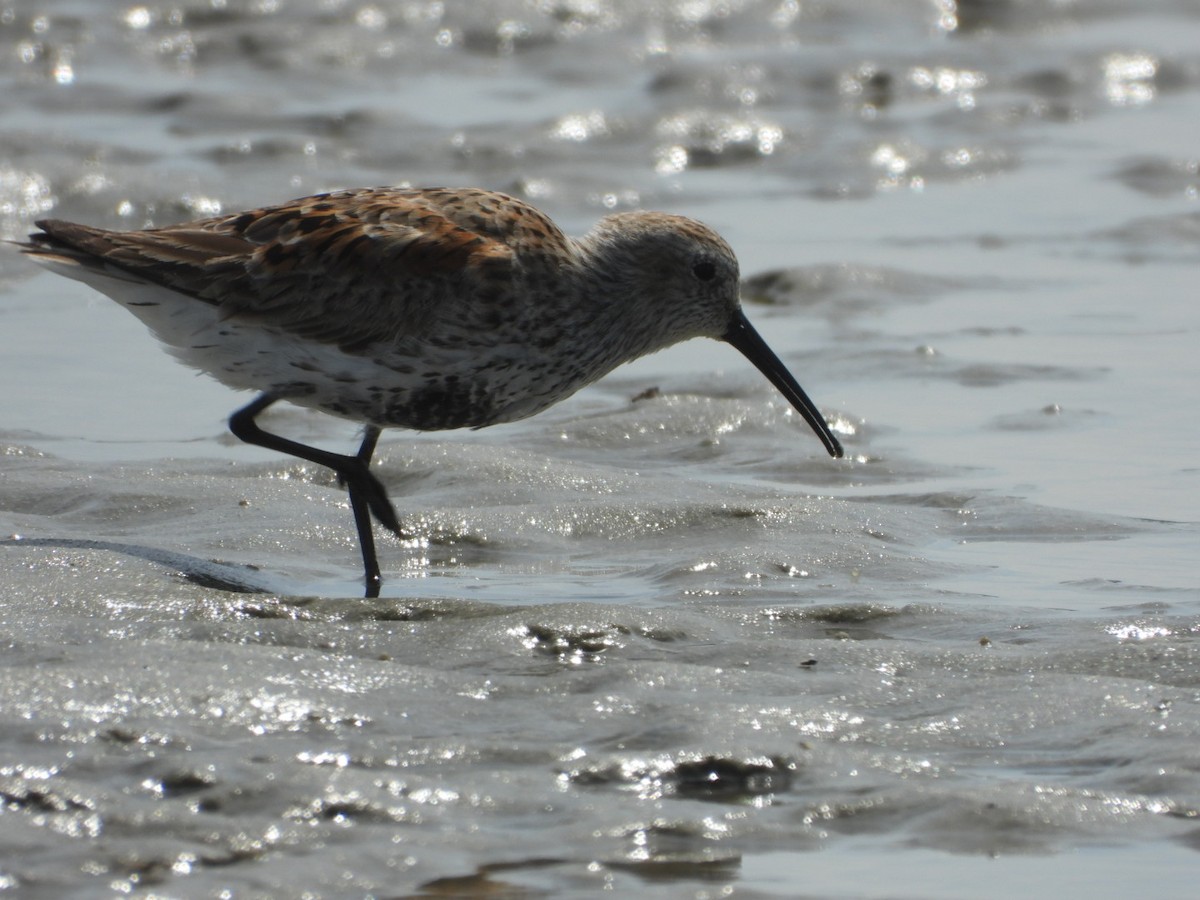 Dunlin - ML618561725