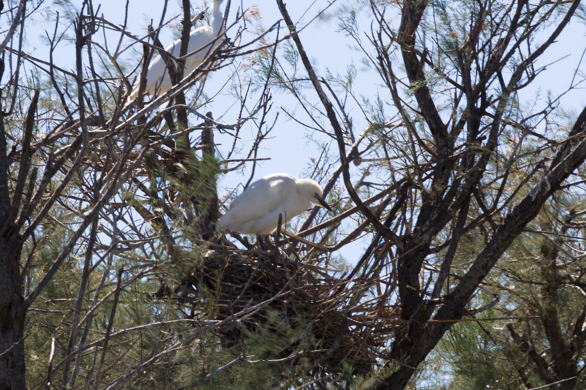 Little Egret - Jock Hughes