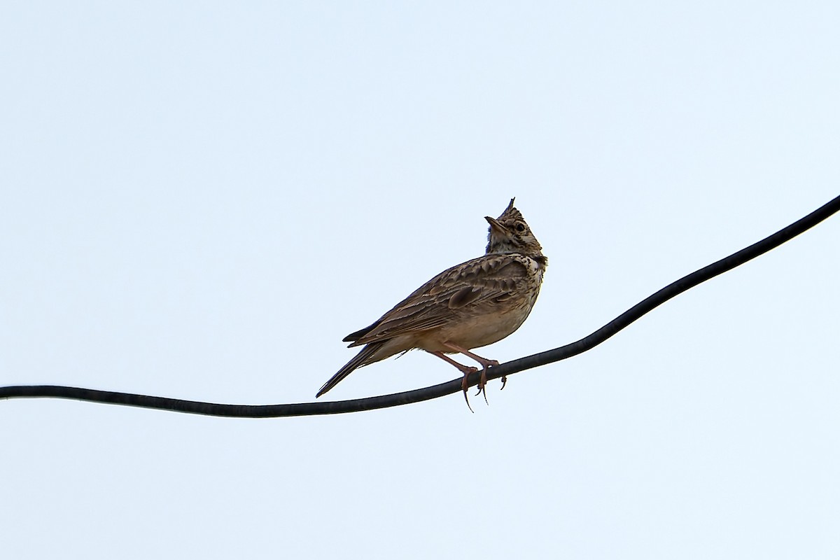 Crested Lark - ML618561761