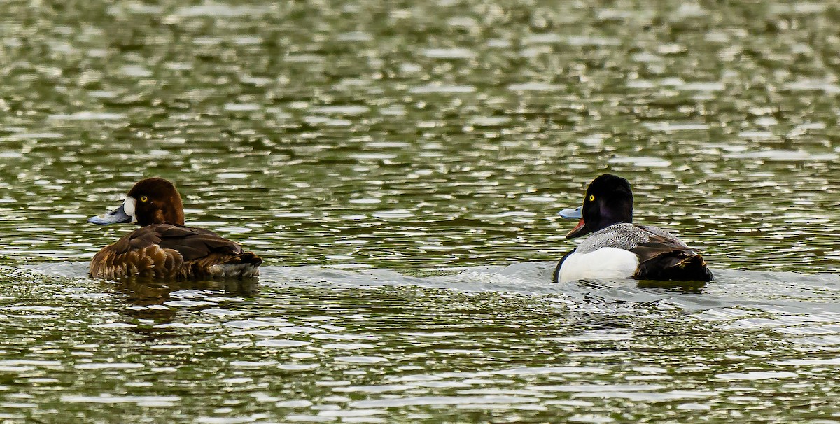 Lesser Scaup - ML618561777