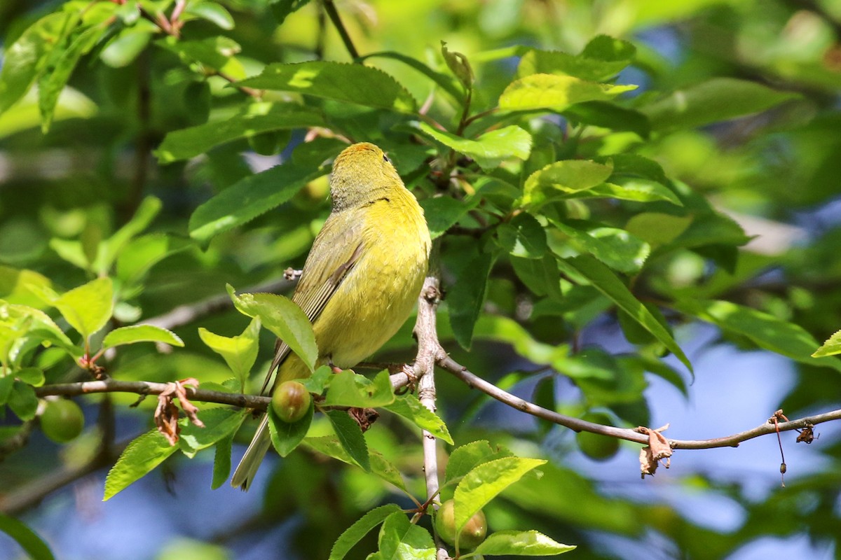 Orange-crowned Warbler - Marie O'Shaughnessy