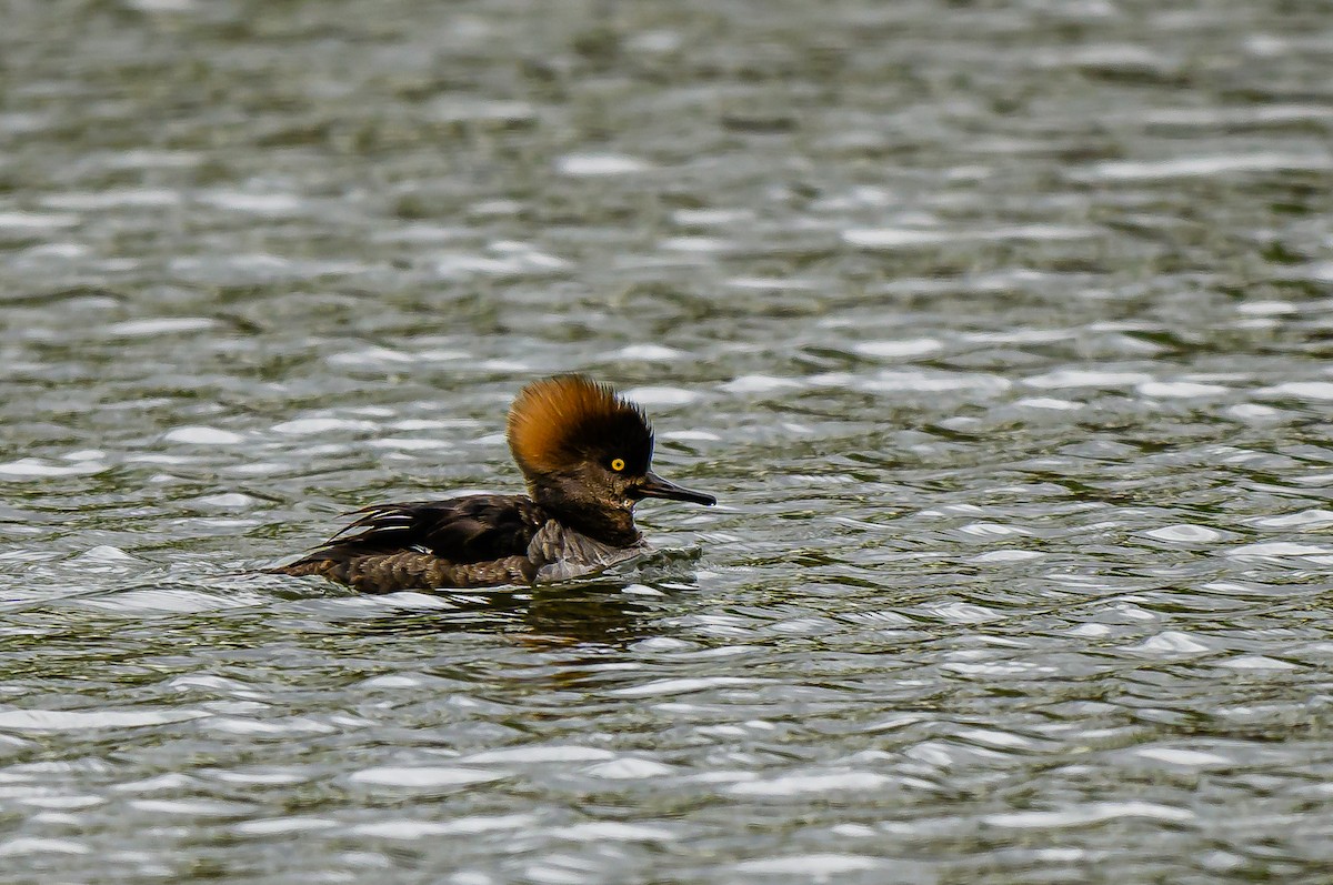 Hooded Merganser - Ken Miracle