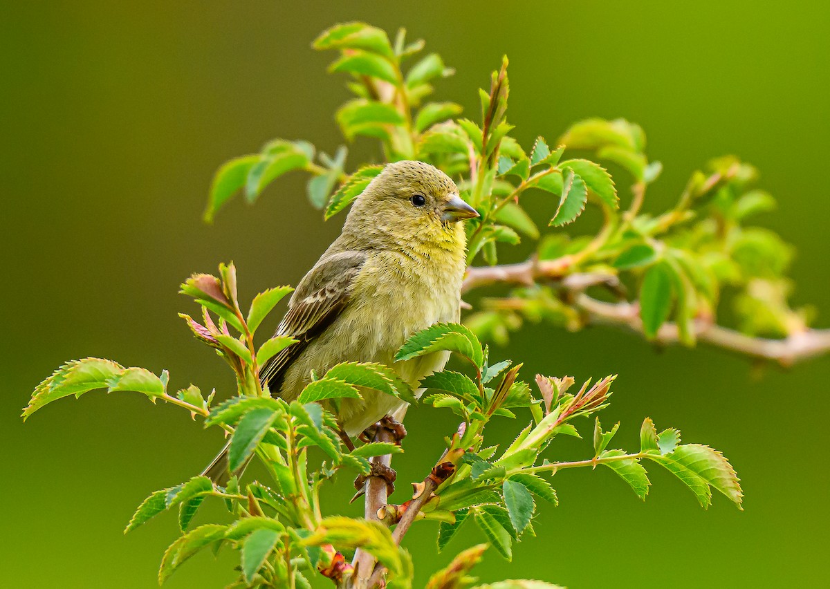 Lesser Goldfinch - Ken Miracle