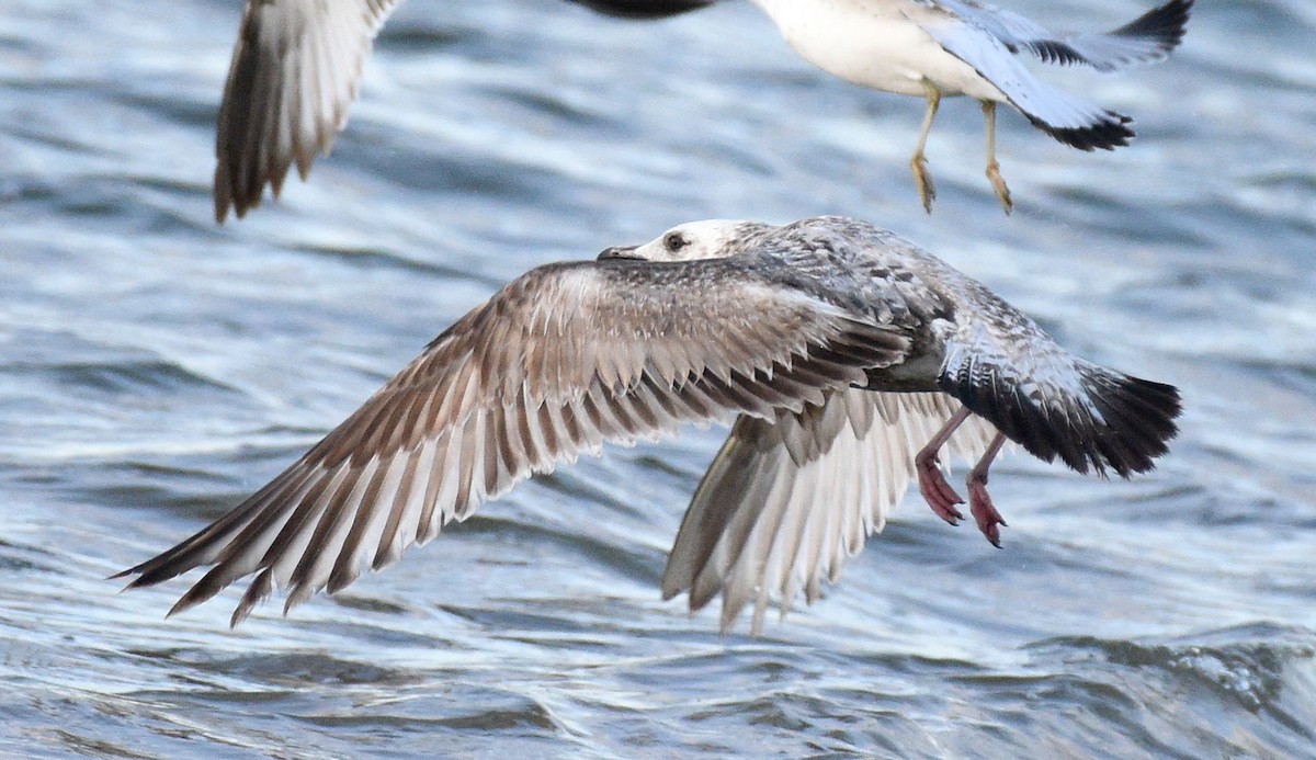 Herring Gull - Steven Mlodinow