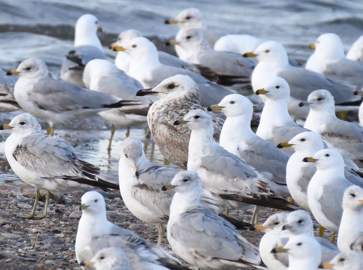 Herring Gull - Steven Mlodinow