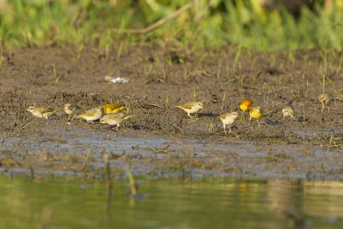 Orange-fronted Yellow-Finch - ML618561920