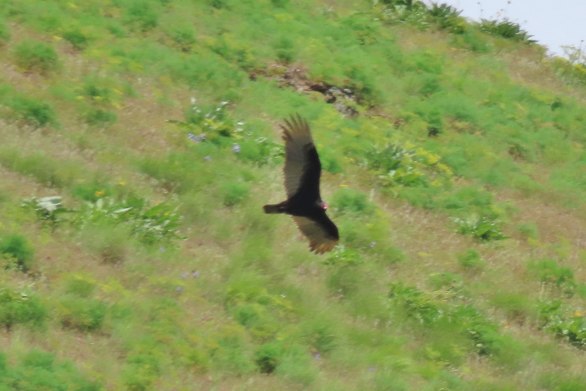 Turkey Vulture - ML618561921