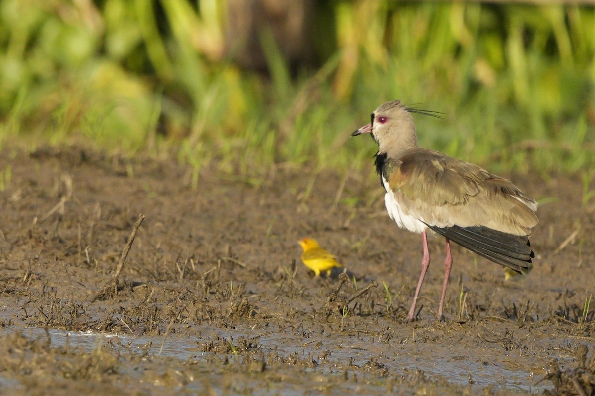 Southern Lapwing - ML618561933