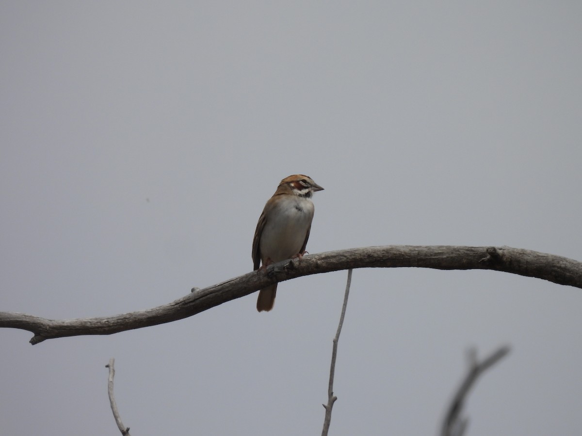 Lark Sparrow - Christian Caryl