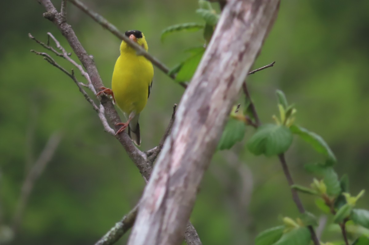 American Goldfinch - ML618561975