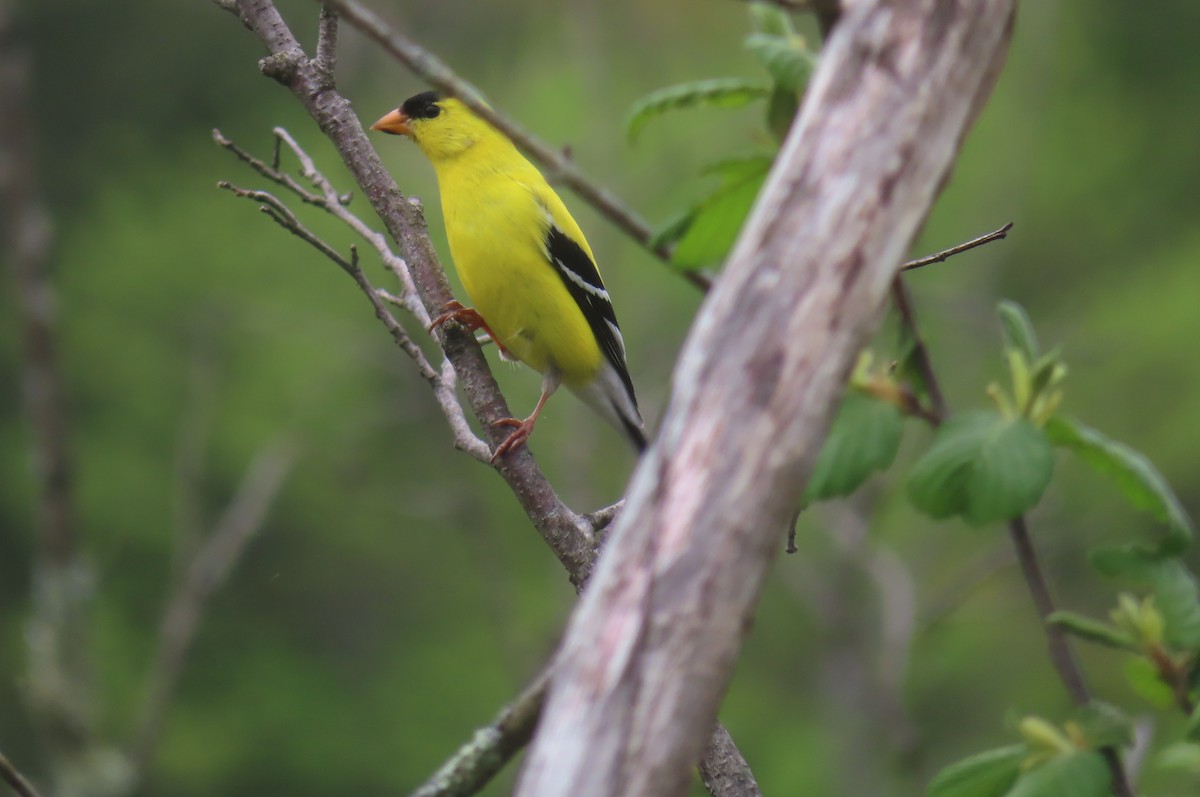 American Goldfinch - ML618561976