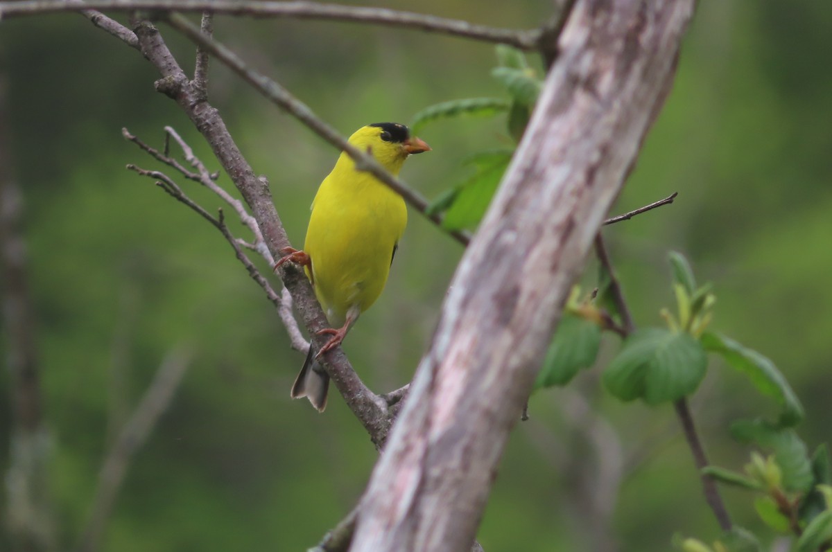 American Goldfinch - ML618561977