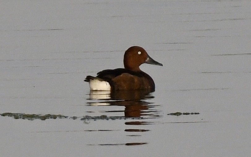 Ferruginous Duck - Timothy Lloyd