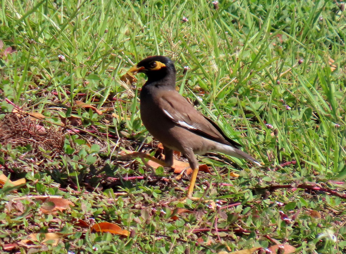 Common Myna - Monica Higgins