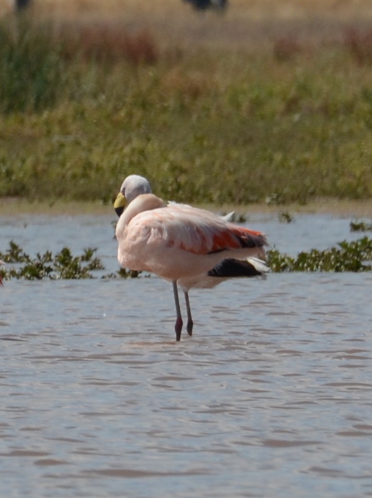 Jamesflamingo - ML618562013