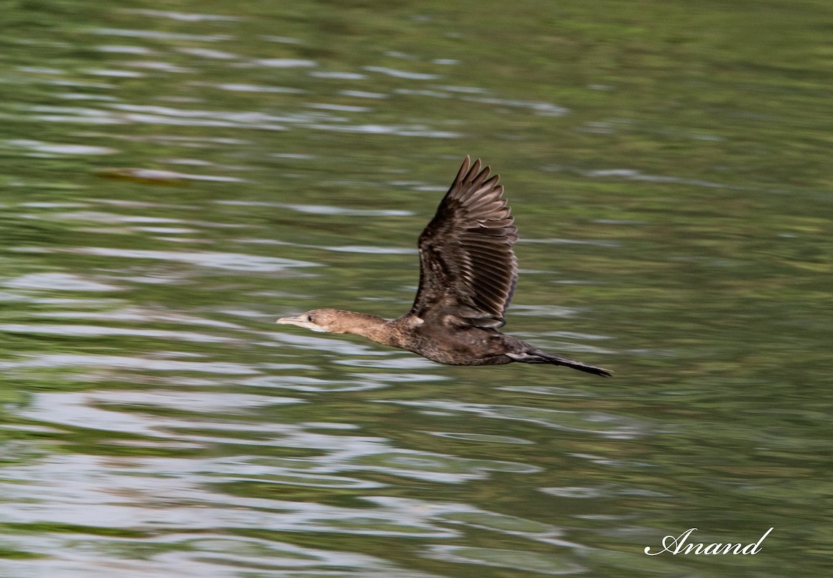 Little Cormorant - ML618562041