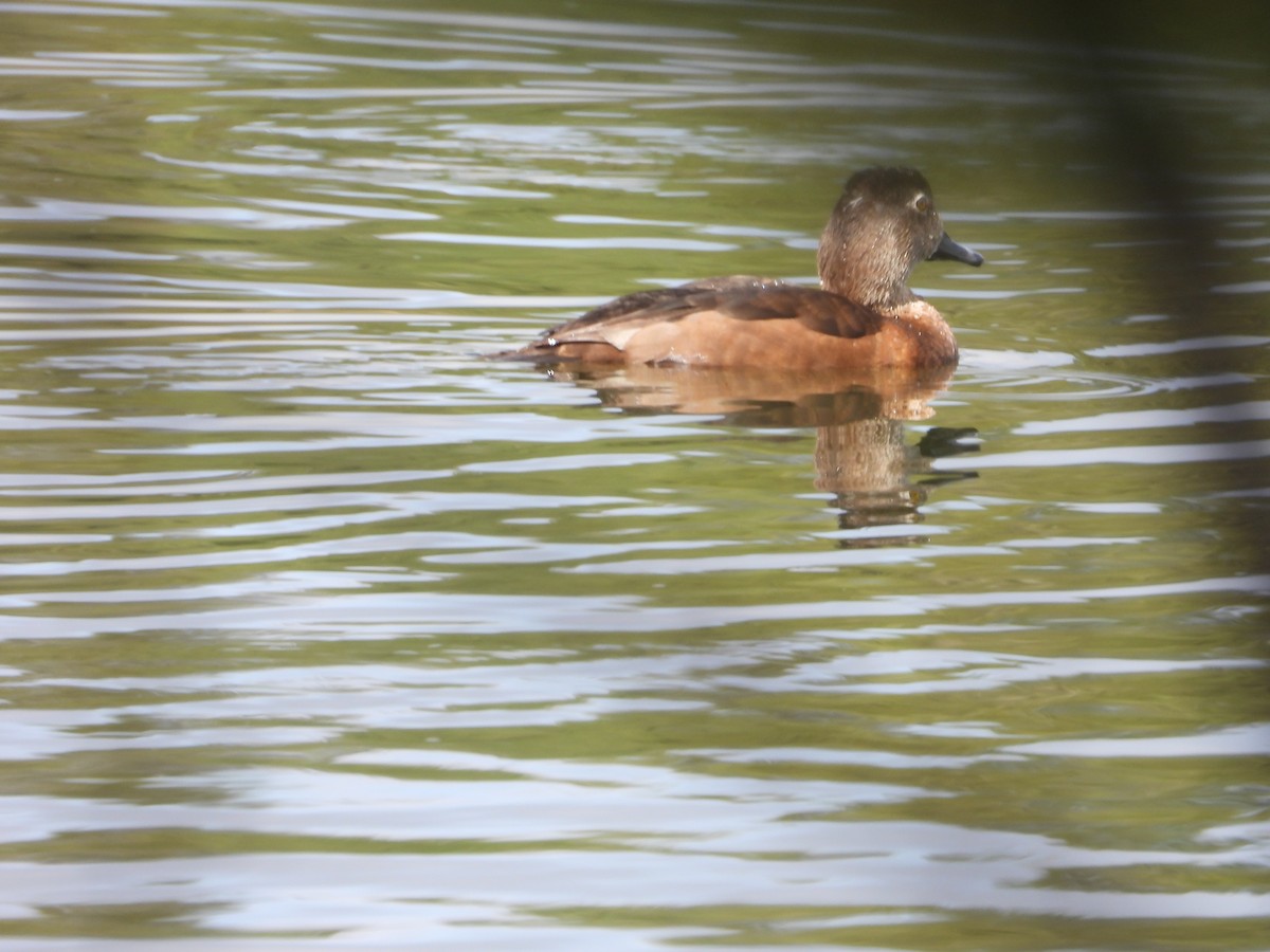 Ring-necked Duck - Denis Provencher COHL