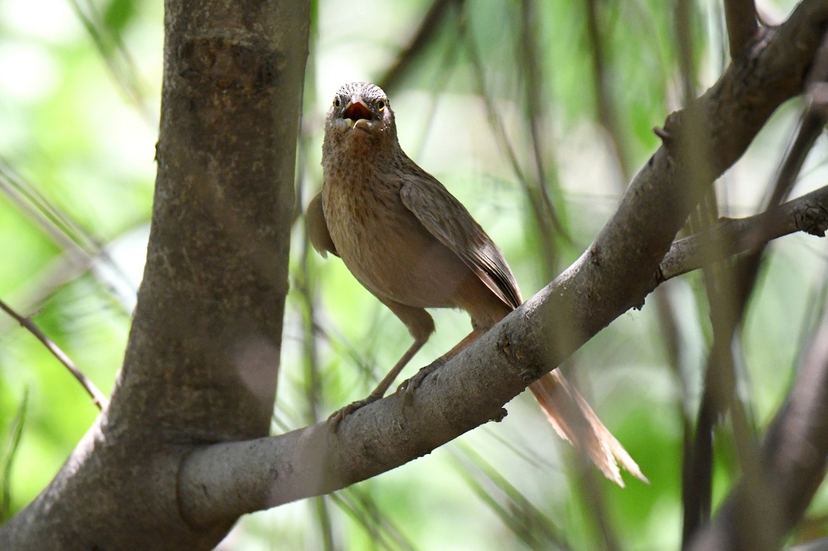 Striated Babbler - ML618562064