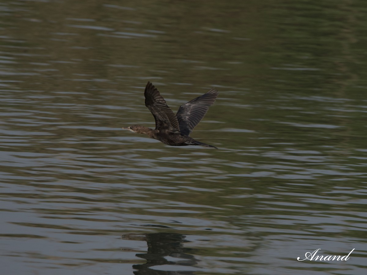 Little Cormorant - ML618562071