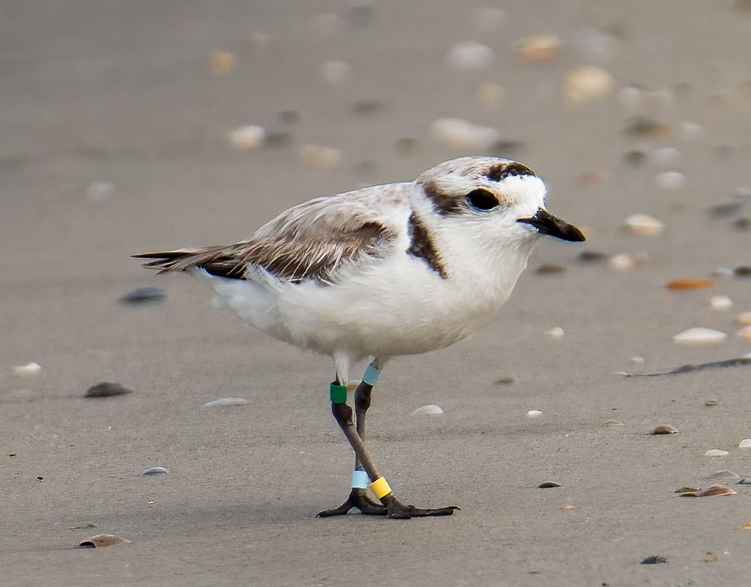 Snowy Plover - ML618562089