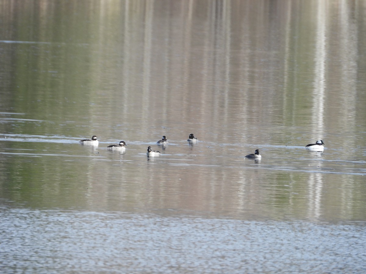 Bufflehead - Denis Provencher COHL