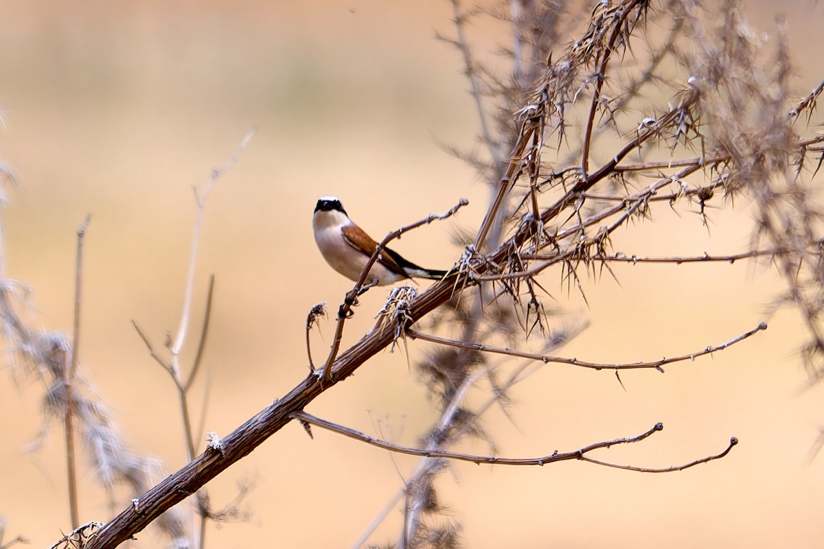 Red-backed Shrike - ML618562156