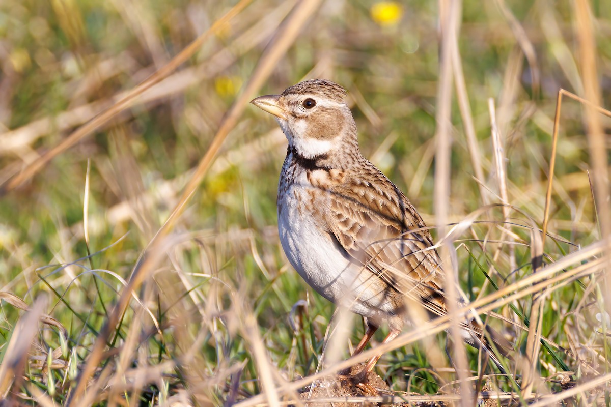 Calandra Lark - ML618562183