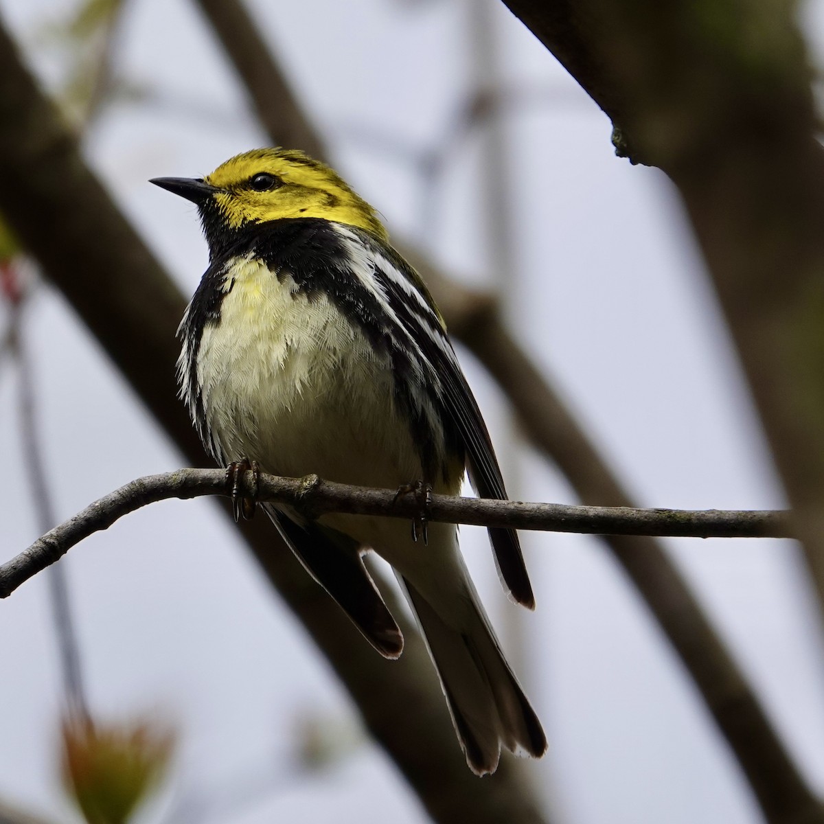 Black-throated Green Warbler - Luce Chamard