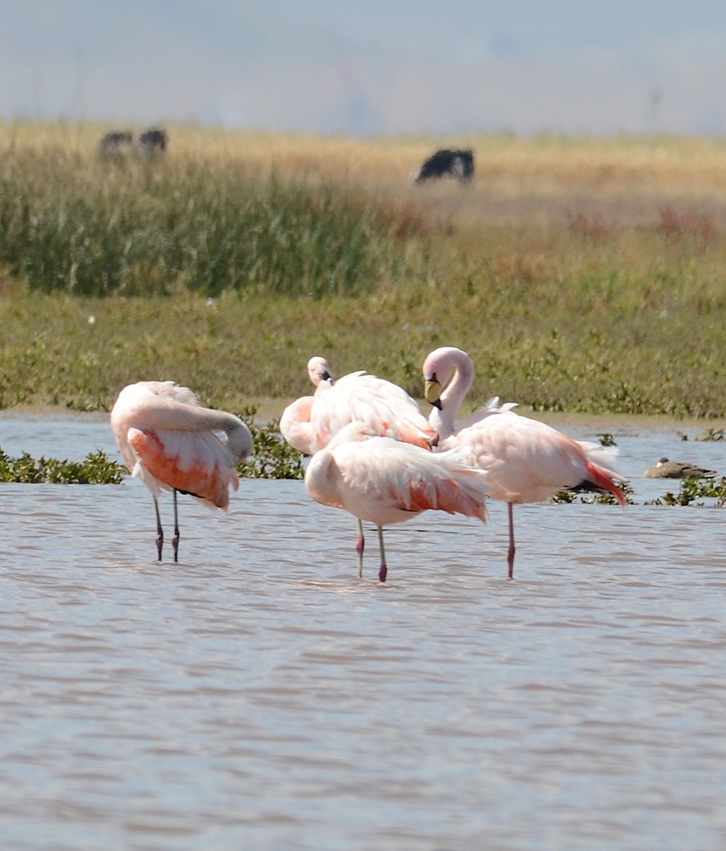 James's Flamingo - ML618562205