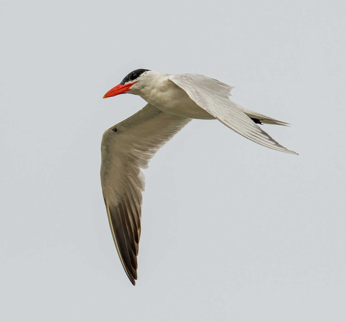 Caspian Tern - ML618562207