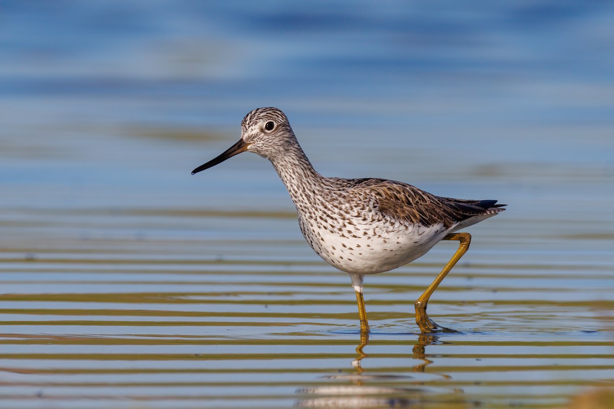 Common Greenshank - Mehmet Emre Bingül