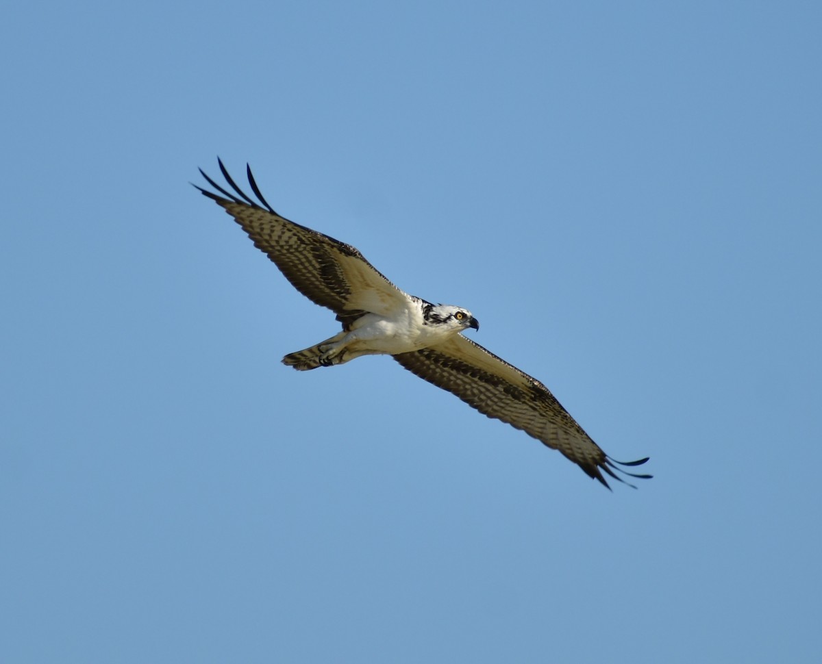 Águila Pescadora (ridgwayi) - ML618562256